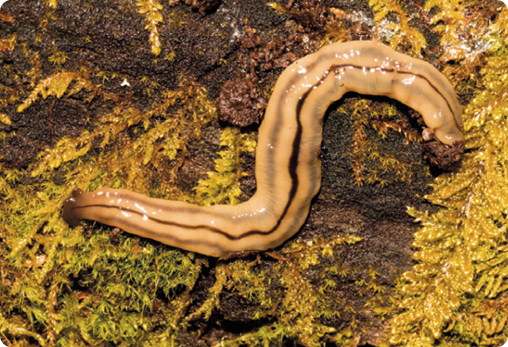 Fotografia. Uma planária, animal de corpo alongado, achatado e amarronzado com listra preta sobre superfície com terra e vegetação.