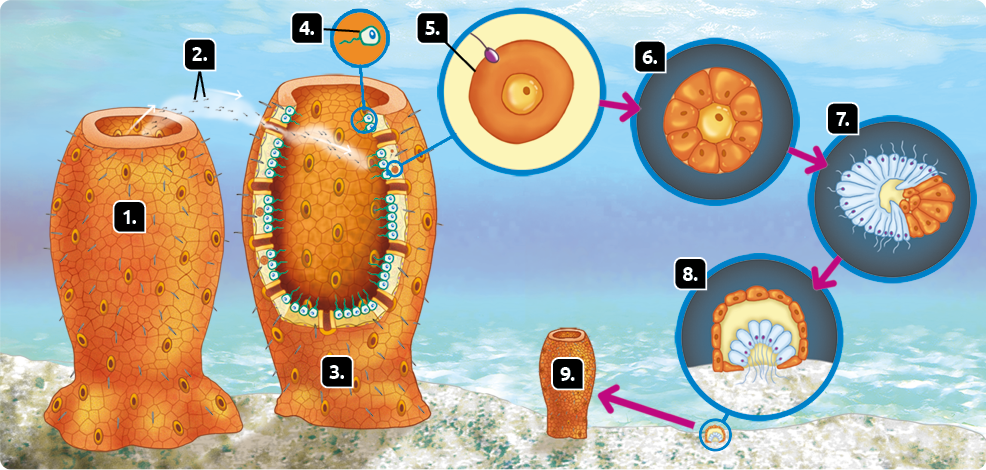 Esquema com ilustrações. Reprodução sexuada de uma esponja-do-mar. Marcado com o número 1, no fundo do mar, uma esponja-do-mar. Ela é cilíndrica e alaranjada com furos. Marcada com o número 2, na parte superior da esponja, uma abertura de onde saem os espermatozoides, com formato de linha em direção ao número 3, outra esponja-do-mar que está ao lado e tem abertura frontal. Marcado com o número 4, destaque para os coanócitos na parte interna da esponja, estruturas redondas e com flagelo. Marcado com o número 5, destaque na parte interna da esponja, há também o ovócito, uma estrutura esférica alaranjada com um núcleo dentro e o espermatozoide ao lado. Seta apontando para o número 6, destaque para uma célula-ovo, estrutura redonda com esferas dentro que têm pontos. Seta apontando para o número 7, destaque para uma larva, estrutura arredondada com hastes que tem filamentos nas extremidades. Seta apontando para o número 8, destaque para uma larva fixada na areia, estrutura vertical com formas ovais ao redor e hastes que tem filamentos entrando na areia. Seta apontando para o número 9, uma nova esponja-do-mar pequena.