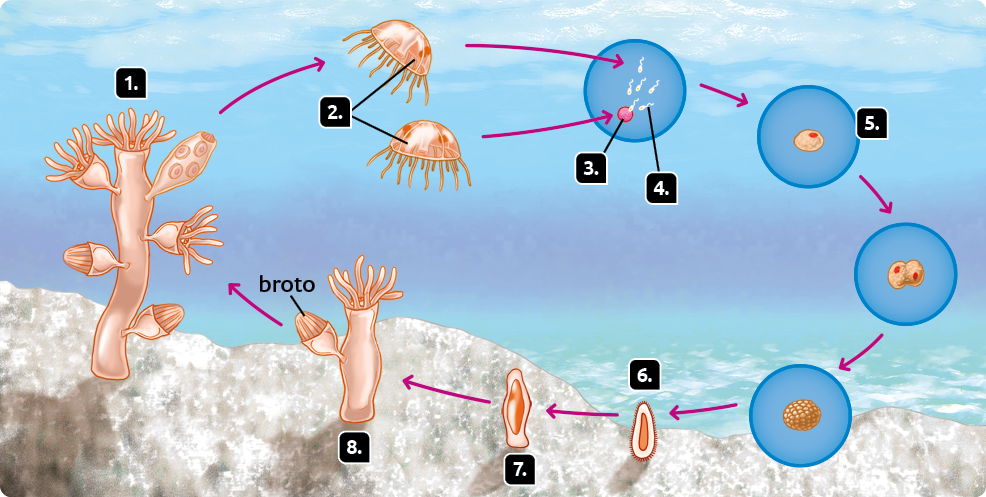 Esquema com ilustrações. ciclo de vida de uma Obelia sp. Marcada com o número 1, uma obélia, colônia de pólipos, organismos compostos por estruturas cilíndricas com hastes e tentáculos nas extremidades. Seta apontando para o número 2, duas medusas, organismos com parte superior em forma de cúpula e filamentos na parte inferior. Setas apontando para o número 3 e 4. Marcado com o número 3, em destaque um ovócito, forma esférica avermelhada. Marcado com o número 4, em destaque os espermatozoides, forma cilíndrica, indo em direção ao ovócito. Seta apontando para o número 5, em destaque um zigoto, estrutura arredondada com um ponto dentro. Seta apontando para duas estruturas arredondadas com um ponto dentro de cada uma. Seta apontando para uma estrutura arredondada, composta por diversas esferas aglomeradas. Seta apontando para o número 6, uma larva, estrutura comprida e pontuda com interior alaranjado. Seta apontando para o número 7, um pequeno pólipo, estrutura comprida e com margens curvas. Seta apontando para o número 8, um pólipo adulto, broto da obélia acoplado ao pólipo.