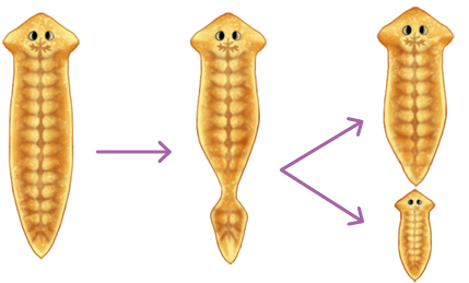 Esquema. Reprodução assexuada de planárias. Á esquerda, uma planária, de corpo comprido, cabeça na extremidade com olhos escuros. Seta apontando para uma planária com extremidade inferior afunilada. Dela saem duas setas: uma apontando para uma planária grande e a outra apontando para uma planária menor.