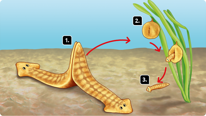 Esquema. Reprodução sexuada de planárias. Marcada com o número 1, duas planárias com a extremidade posterior do corpo encostada uma na outra. Seta apontando para o número 2. Marcada com o número 2, à direita, planta verde com estrutura amarela arredondada pendurada, com abertura frontal. Seta apontando para estrutura redonda na planta com uma planária pequena saindo. Seta apontando para o número 3. Marcada com o número 3, uma pequena planária.