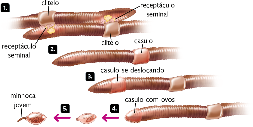 Ilustração. Reprodução sexuada de minhocas. Marcada com o número 1, uma minhoca com clitelo, que é uma parte pequena ao redor do corpo e mais espessa. Próximo à extremidade, encontram-se o receptáculo seminal, que são manchas amareladas. Logo abaixo, outra minhoca com o clitelo encostado no receptáculo seminal da minhoca acima e vice-versa. Marcada com o número 2, uma minhoca com casulo escuro, parte curta e espessa que contorna o meio do corpo da minhoca, sobre o citelo. Marcada com o número 3, uma minhoca com o casulo se deslocando próximo à extremidade esquerda do corpo. Abaixo, uma minhoca com casulo com ovos em sua extremidade esquerda. Seta indicando o número 4 e apontando para uma forma arredondada com extremidade afunilada e bolinhas dentro. Seta indicando o número 5 e apontando para uma forma arredondada com minhoca jovem e pequena saindo pela extremidade. 