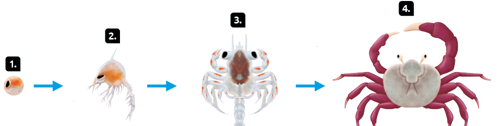 Esquema. Desenvolvimento de um caranguejo. Marcado com o número 1, o ovo, uma pequena esfera com parte superior alaranjada, parte inferior branca e ponto preto à esquerda. Seta apontando para o número 2. Marcado com o número 2, uma larva com corpo esférico, alaranjado ao centro e esbranquiçado ao redor, além de ramificações na parte inferior. Seta apontando para o número 3. Marcado com o número 3, um animal juvenil com corpo arredondado e alongado de cor marrom no centro, com patas laterais esbranquiçadas, olhos e cauda na parte inferior. Seta apontando para o número 4. Marcado com o número 4, um animal adulto com corpo arredondado, olhos na extremidade superior, patas laterais e duas garras espessas avermelhadas na parte superior do corpo esbranquiçado.