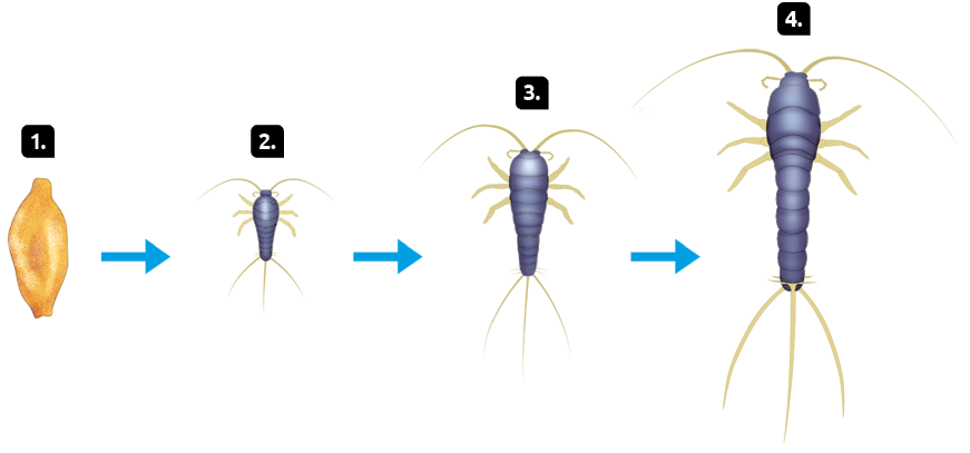 Esquema. Desenvolvimento de uma traça. Marcado com o número 1, um ovo, forma arredondada com ponta nas extremidades. Seta apontando para o número 2. Marcado com o número 2, um juvenil de traça, pequeno com antenas, patas e hastes horizontais na extremidade inferior. Seta apontando para o número 3. Marcado com o número 3, uma traça maior que a anterior. Seta apontando para o número 4. Marcado com o número 4, uma traça adulta, com o tamanho grande.