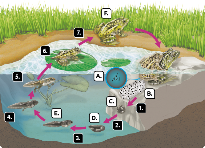 Esquema com ilustrações. Ciclo de vida de uma rã, animal de corpo achatado e arredondado, com pernas traseiras longas e fortes e pernas dianteiras mais curtas. Possui coloração verde com manchas escuras. Em um trecho de água, um macho e uma fêmea se acasalando. Marcado com a letra A, destaque para os espermatozoides dentro da água, com cabeça e flagelo. Marcado com a letra B, os óvulos da fêmea dentro da água, são formas ovais com esfera preta dentro. Seta indicando o número 1 e apontando para a letra C, o zigoto, uma esfera escura. Seta indicando o número 2 e apontando para a letra D, um embrião, pequena forma comprida. Seta indicando o número 3 e apontando para a letra E, um girino acinzentado com corpo alongando, achatado, e uma cauda longa. Seta apontando para o número 4, um girino com pernas posteriores formadas. Seta apontando para o número 5, um girino próximo a uma planta com pernas posteriores e anteriores formadas. Seta apontando para o número 6, uma pequena rã verde com manchas escuras está em cima de uma planta na superfície da água, tendo quatro patas e uma cauda curta. Seta indicando o número 7 e apontando para a letra F, uma rã adulta sem cauda na terra, com corpo achatado e arredondado, pernas traseiras longas e fortes, e pernas dianteiras mais curtas. Ao redor, há vegetação.