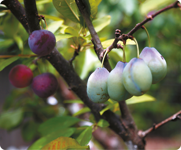 Fotografia. Frutos pendurados nos galhos de uma árvore. À frente, frutos com formato oval e tonalidade predominantemente esverdeada e a ponta superior roxa. Ao fundo, há outros galhos com frutos de formato mais arredondado e tons avermelhados.