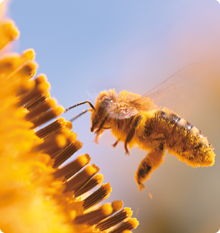 Fotografia. Uma abelha com pólen amarelo pelo corpo está próxima a uma estrutura com hastes verticais amarronzadas, com as pontas amarelas.
