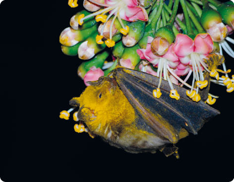Fotografia. Um morcego de ponta cabeça pousado sobre flores cor-de-rosa e amarelas, com caule verde. Grande parte do corpo do morcego está coberto por um material de cor amarelada.
