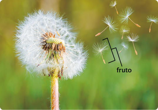 Fotografia. Planta com uma extremidade repleta de frutos. O fruto tem uma haste vertical e filamentos brancos na ponta.