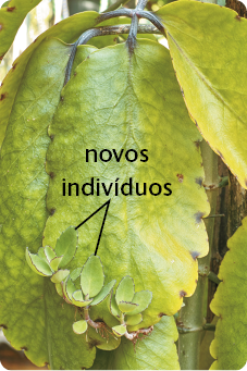 Fotografia. Folha alongada e esverdeada com pequenas folhas na extremidade inferior, indicada como novos indivíduos.