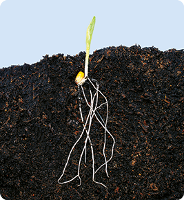 Fotografia. No interior da terra, encontram-se raízes com formato filamentoso. Acima delas, um grão de milho, e na superfície, uma pequena folha verde.