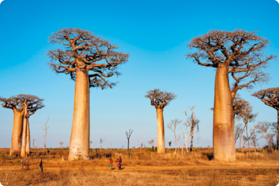 Fotografia. Árvores de troncos longos e espessos, com galhos somente na extremidade superior que se ramificam e possuem folhas. No solo, há vegetação rasteira.