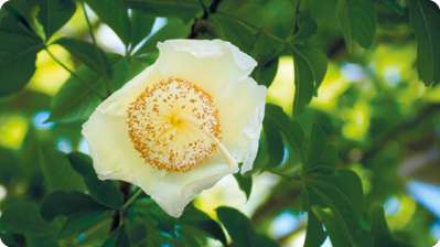 Fotografia. Flor com pétalas brancas, miolo com diversos filamentos brancos com as pontas amareladas e uma com haste branca de maior comprimento. Está em um galho com folhas verdes.