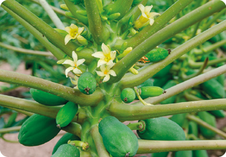 Fotografia. Planta com flores e frutos. Os frutos são verdes e alongados. As flores têm pétalas brancas e algumas delas apresentam uma estrutura amarelada no miolo, enquanto outras não. Também há flores com uma região amarelada em volta do miolo.