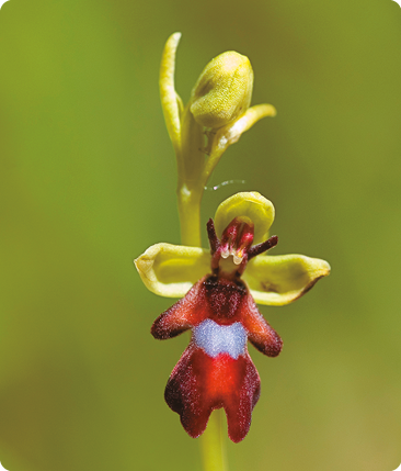 Fotografia. Uma flor de cor vermelha com uma listra branca no meio. Uma de suas extremidades possui uma porção alongada com duas hastes, semelhante à cabeça de um inseto com antenas, e a outra extremidade tem duas porções pronunciadas, semelhante às asas de um inseto. Ela está presa a uma haste verde com folhas verdes.