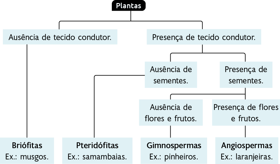 Esquema com palavras ligadas por linhas. Centralizado no topo: 'Plantas', uma linha para baixo e para esquerda leva a: 'Ausência de tecido condutor'. Dele uma linha para baixo leva a: 'Briófitas' 'Exemplo: musgos'. De 'Plantas' também sai uma linha par abaixo e para direita, que leva a: 'Presença de tecido condutor'. Dele uma linha para baixo e para esquerda leva a: 'Ausência de sementes'. Dele uma linha leva a: 'Pteridófitas' 'Exemplo: samambaias'. De 'Presença de tecido condutor' também sai uma linha para baixo e para direita, que leva a: 'Presença de sementes'. Dele sai uma linha para baixo e para esquerda que leva a: 'Ausência de flores e frutos'. Dele sai uma linha para baixo que leva a: 'Gimnospermas' 'Exemplo: pinheiros'. De 'Presença de sementes' também sai uma linha para baixo que leva a: 'Presença de flores e frutos'. Dele uma linha para baixo leva a 'Angiospermas' 'Exemplo: laranjeiras'.  