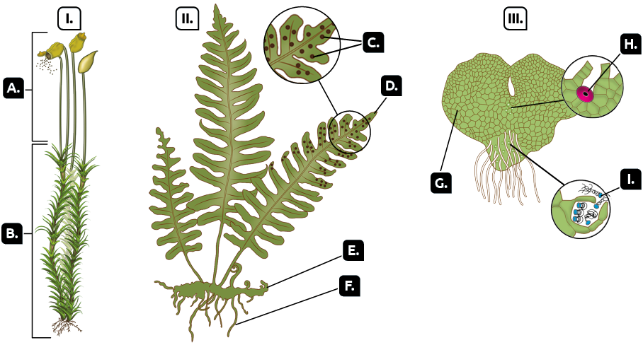 Ilustrações. Na ilustração 1, uma pequena planta comprida. Marcada com a letra A, uma haste com uma estrutura com formato de cúpula na extremidade, por onde saem diversos pontos pretos. Marcada com a letra B trecho com pequenas folhas laterais. Na ilustração 2, uma planta com folhas pequenas e laterais presas ao caule. Indicada com a letra C, destaque para várias bolinhas sobre a folha. Indicada com a letra D, a ponta da folha com as bolinhas. Indicada com a letra E, o caule. Indicada com a letra F, as raízes abaixo do caule. Na ilustração 3, uma estrutura com formato irregular. Indicada com a letra G, estruturas pequenas que compõem uma estrutura com margens irregulares e ramificações na parte inferior. Indicada com a letra H, destaque para uma esfera rosada. Indicada com a letra I, destaque para estruturas compostas por hastes com detalhes azuis.