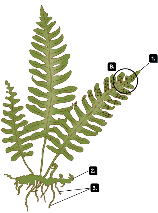 Ilustração. Uma samambaia com folhas pequenas e laterais. Indicado com o número 1, a ponta de uma das folhas. Marcada com a letra B, destaque para várias bolinhas sobre a folha. Marcado com o número 2, o caule da samambaia. Marcado com o número 3, as raízes abaixo do caule.