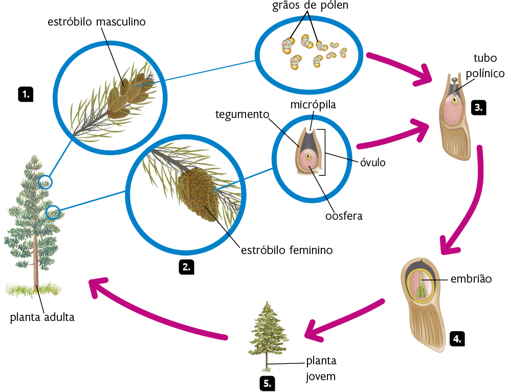 Esquema com ilustrações. Ciclo de vida de um pinheiro. Marcado com o número 1, uma planta adulta, uma árvore com tronco alto e galhos horizontais, com folhas pequenas. Destaque para o estróbilo masculino, estrutura alongada e amarronzada sobre os galhos. Destaque para grãos de pólen, pequenas estruturas arredondadas com pontos dentro. Marcado com o número 2, destaque para o estróbilo feminino preso em um galho, estrutura arredondada na extremidade superior e afunilada na extremidade inferior. Destaque para o óvulo com oosfera, uma estrutura cilíndrica com uma esfera dentro. A camada exterior do óvulo é o tegumento, ele possui uma abertura, a micrópila. Dos grãos de pólen e do óvulo saem duas setas apontando para o número 3. Marcado com o número 3, dentro do óvulo, na parte superior da oosfera, há uma haste vertical, chamada tubo polínico. Dela sai uma seta apontando para o número 4. Marcado com o número 4, dentro do óvulo, o embrião, composto por uma pequena planta. Dele sai uma seta apontando para o número 5. Marcado com o número 5, uma planta jovem, uma pequena árvore. Dela sai uma seta apontando para a planta adulta.