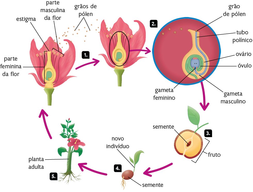 Esquema com ilustrações. Reprodução de uma angiosperma. Marcada com o número 1, uma flor com a parte feminina localizada na parte interior. Há também o estigma, com formato comprido e uma estrutura arredondada no interior. Há filamentos com estruturas retangulares na ponta, a parte masculina da flor. Acima, grãos de pólen saem da flor. Seta apontando para 2. Marcado com o número 2, o centro da flor está em destaque, com grãos de pólen na parte superior e um tubo que parte da extremidade até a parte inferior, chamado tubo polínico, por onde passa o gameta masculino e que tem, no final, o gameta feminino. No centro, está o óvulo e, ao redor, uma camada que corresponde ao ovário. Seta apontando para o número 3. Indicado pelo número 3, um fruto cortado com semente ao centro. Seta apontando para o número 4. Marcado com o número 4, uma semente, estrutura amarronzada, com filamentos na extremidade inferior e folha na extremidade superior, o novo indivíduo. Seta apontando para o número 5. Marcado com o número 5, uma planta adulta com caule espesso e verde onde há folhas e uma flor rosada.