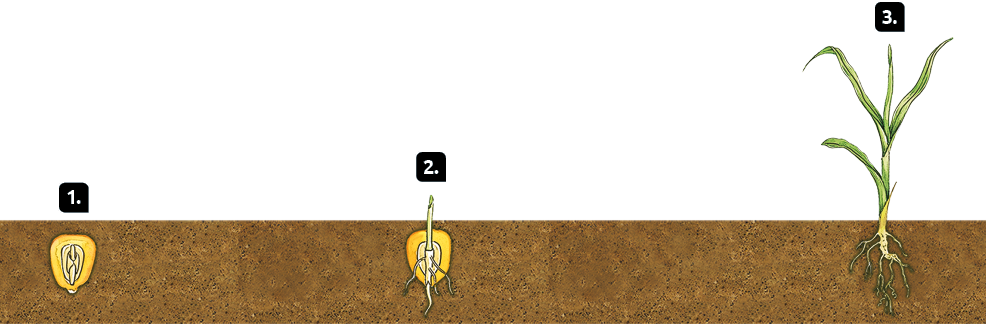 Ilustração. Germinação de semente de angiosperma. Marcado com o número 1, no interior de um trecho de terra, uma semente arredondada com uma pequena haste dentro. Marcado com o número 2, no interior da terra, filamentos saem da parte inferior e superior da semente. Marcado com o número 3, uma planta com folhas verdes e compridas, com raízes no interior da terra.