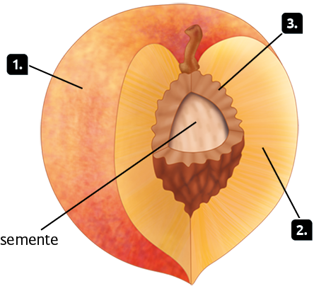 Ilustração. Fruto arredondado em corte. Indicado com o número 1, a casca com cor avermelhada. Indicado com o número 2, o interior, de cor alaranjada, que se encontra logo após a casca. No centro do fruto, há uma semente marrom-clara. Indicado com o número 3, ao redor da semente, há uma camada amarronzada.