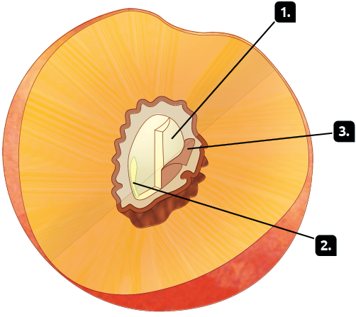 Ilustração. Fruto redondo e semente em corte. Indicado com o número 1, o centro do fruto, que é esbranquiçado. Indicado com o número 2, uma estrutura oval pequena na extremidade da região esbranquiçada. Indicado com o número 3, uma camada marrom que envolve a semente.