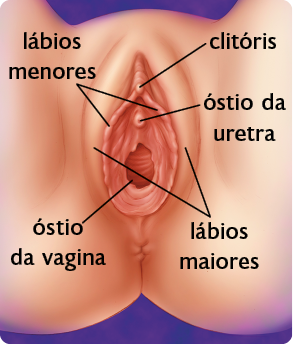 Ilustração. Porção inferior do abdome feminino com destaque para o sistema genital. Há os lábios menores, estruturas que ficam na parte interna da vagina, e os lábios maiores, estruturas que ficam na parte externa. Acima, encontra-se o clitóris, uma pequena estrutura arredondada. Abaixo, localiza-se o óstio da uretra, uma estrutura redonda com uma pequena abertura. Ao centro, situa-se o óstio da vagina, uma abertura ovalada que leva à cavidade vaginal.