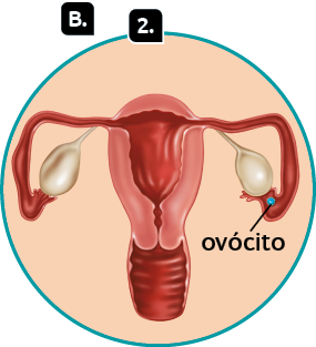 Ilustração. Marcada com a letra B, destaque para uma estrutura interna do sistema genital feminino. Indicado com o número 2, o ovócito, uma estrutura esférica que está na parte inferior da tuba uterina.