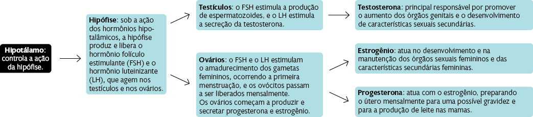 Esquema com setas e textos. No início do esquema: Hipotálamo: controla a ação da hipófise. Do lado direito, uma seta apontando para o seguinte texto: Hipófise: sob a ação dos hormônios hipotalâmicos, a hipófise produz e libera o hormônio folículo estimulante, abre parênteses, F S H, fecha parênteses, e o hormônio luteinizante, abre parênteses, LH, fecha parênteses, que agem nos testículos e nos ovários. Do lado superior direito, uma seta apontando para o seguinte texto: Testículos: o F S H estimula a produção de espermatozoides, e o L H estimula a secreção da testosterona. Do lado direito uma seta apontando para o seguinte texto: Testosterona: principal responsável por promover o aumento dos órgãos genitais e o desenvolvimento de características sexuais secundárias. Do lado inferior direito do texto sobre a Hipófise sai outra seta apontando para o seguinte texto: Ovários: o F S H e o L H estimulam o amadurecimento dos gametas femininos, ocorrendo a primeira menstruação, e os ovócitos passam a ser liberados mensalmente. Os ovários começam a produzir e secretar progesterona e estrogênio. Do lado superior direito uma seta apontando para o seguinte texto: Estrogênio: atua no desenvolvimento e na manutenção dos órgãos sexuais femininos e das características secundárias femininas. Do lado inferior direito do texto sobre os Ovários sai outra seta apontando para o seguinte texto: Progesterona: atua com o estrogênio, preparando o útero mensalmente para uma possível gravidez e para a produção de leite nas mamas.