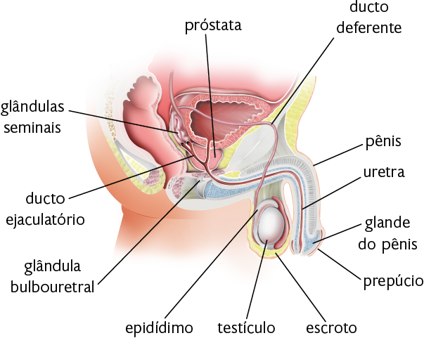 Ilustração em corte do sistema genital masculino, com indicações para: testículo, estrutura ovalada com o epidídimo, um ducto que fica acima do testículo, ambos ficam atrás do pênis, órgão com a glande recoberta pelo prepúcio na extremidade. Ao redor do testículo há uma camada chamada escroto. No pênis, há a uretra, um tubo fino que segue para o interior, indo até uma forma arredondada que é a próstata, que se liga às glândulas seminais que ficam atrás da bexiga. Ao lado do escroto, parte um fino tubo que se liga à parte superior das glândulas seminais, o ducto deferente. Abaixo da próstata, estrutura pequena, chamada glândula bulbouretral. A uretra se liga a outro tubo fino que está no interior, chamado ducto ejaculatório.