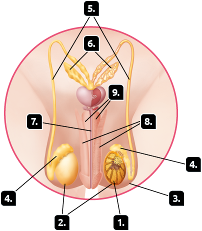 Ilustração. Destaque para o sistema genital masculino parcialmente em corte. Indicado com o número 1, os túbulos seminíferos, estruturas arredondadas, no interior do testículo. Indicado com o número 2, os testículos, estruturas ovaladas atrás do pênis. Indicado com o número 3, o escroto, uma camada ao redor dos testículos. Indicado com o número 4, os epidídimos, estruturas arredondadas e achatadas, acima dos testículos. Indicado pelo número 5, os ductos deferentes, tubos ligados aos epidídimos que seguem para a parte superior. Indicado pelo número 6, as glândulas seminais, duas estruturas alongadas na parte superior. Indicado pelo número 7, a uretra, tubo no interior do pênis. Indicado pelo número 8, o corpo cavernoso, estrutura cilíndrica alongada nas laterais do pênis. Indicado pelo número 9, o corpo esponjoso, estrutura cilíndrica pequena na extremidade superior do pênis.