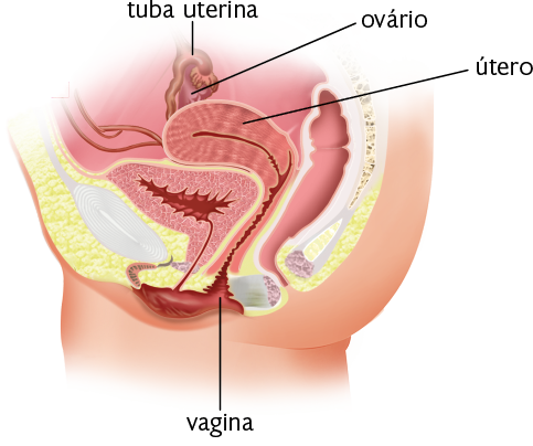 Ilustração em corte do sistema genital feminino, onde estão indicados o útero, uma parte achatada dobrada ao centro com formato oval, e a vagina, um canal na parte inferior que se estende até o útero. Na parte superior do útero e atrás, encontra-se o ovário, uma estrutura ovalada. Acima do ovário, há a tuba uterina, um tubo pequeno e fino com projeções na extremidade, que se conecta ao ovário na parte inferior.