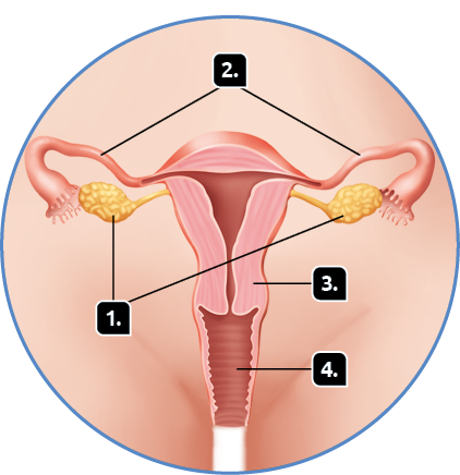 Ilustração. Destaque para o sistema genital feminino, no interior do corpo da mulher. Indicado com o número 1, os ovários, duas estruturas ovaladas. Indicado com o número 2, as tubas uterinas, são tubos pequenos e finos com projeções nas extremidades, que se conectam aos ovários na parte inferior. Indicado com o número 3, o útero, parte achatada ao centro. Indicado com o número 4, a vagina, um canal na parte inferior.