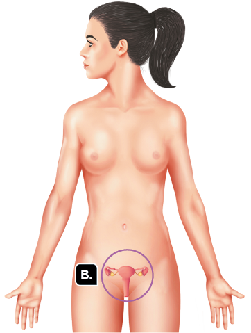 Ilustração. Silhueta de uma mulher representada dos joelhos para cima. Marcada com a letra B, destaque para a região genital.