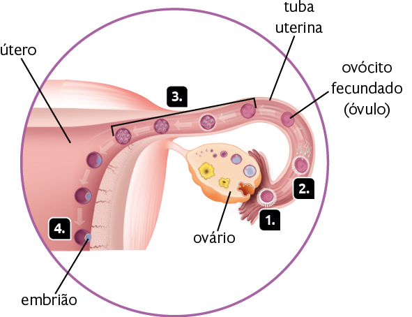 Ilustração em corte de parte do sistema genital feminino. Dentro do ovário há estruturas arredondadas. Marcado com o número 1, o ovócito, pequena esfera com camada esbranquiçada ao redor que está localizada entre a tuba uterina e o ovário. Uma seta aponta para o ovócito com espermatozoides próximos a ele, marcado com o número 2. Depois dele, uma seta aponta para o ovócito fecundado (óvulo). Marcadas com o número 3, há uma sequência com setas apresentando diferentes momentos do óvulo dentro da tuba uterina. Nessa sequência ocorre a formação de esferas menores dentro do óvulo. Marcadas com o número 4, há uma sequência com setas representando a chegada do óvulo na parede do útero. As esferas menores dentro do óvulo formaram uma estrutura arredondada única, que representa o embrião.