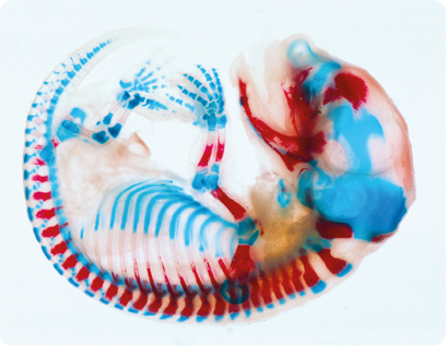 Fotografia. Um feto de rato curvado, com a coluna vertebral bem definida, membros e cabeça proporcionais e de tamanho reduzido. Em azul, as porções de cartilagem e em vermelho, as porções de osso.