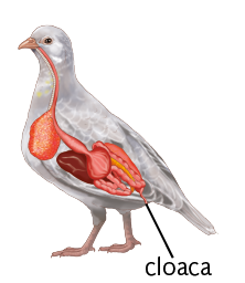 Ilustração. Uma ave com destaque para o sistema digestório, incluindo a cloaca localizada na parte posterior do sistema.