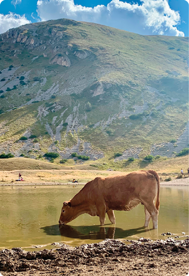 Fotografia. Uma vaca marrom bebendo água em um rio. Nas margens, há terra e grama, e ao fundo, uma grande montanha. O Sol está iluminando todo o ambiente.