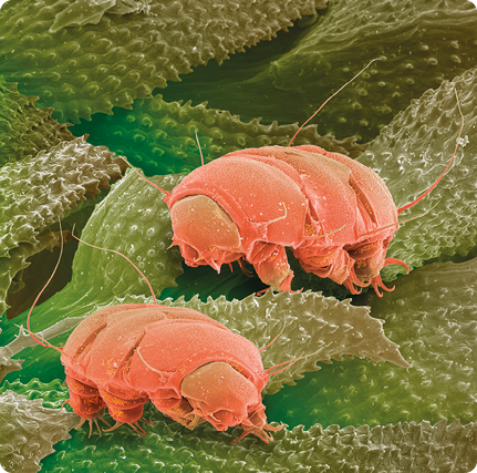 Fotografia. Dois animais cilíndricos alaranjados e segmentados. Eles estão sobre uma superfície verde, com projeções para cima. Nas pontas de suas patas há garras, e filamentos emergem de seus corpos.