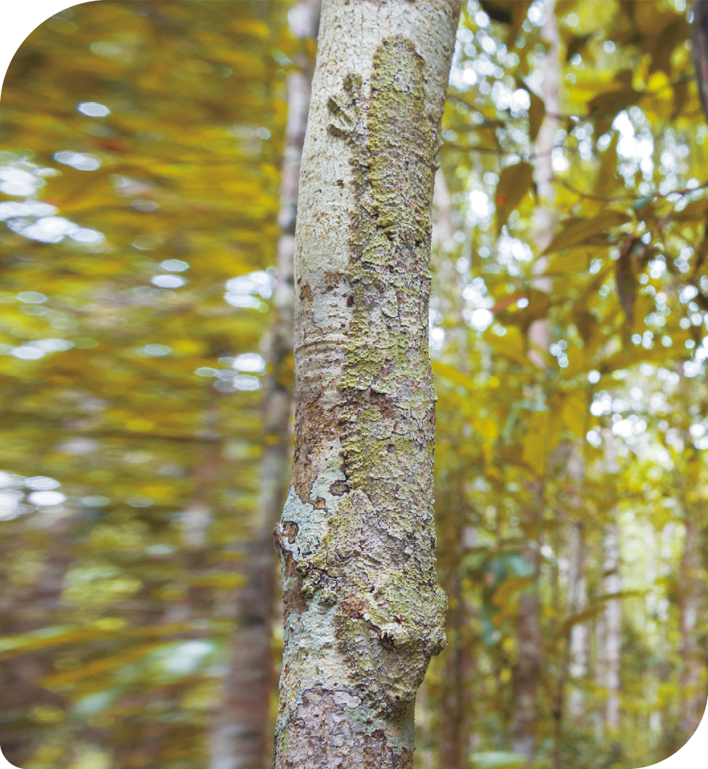 Fotografia. Um tronco de árvore com manchas esbranquiçadas e verdes. Uma parte do tronco apresenta uma região com tonalidades de verde e cinza com o formato de uma lagartixa de corpo achatado.