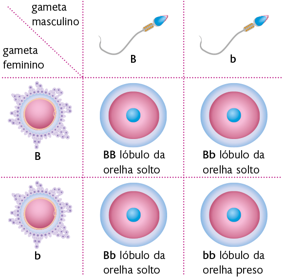 Ilustração de um quadrado de Punnett. Na linha 1, coluna 1 está o seguinte texto: gameta masculino. Na coluna 2: uma ilustração de um espermatozoide com um B maiúsculo. Na coluna 3, a ilustração de um segundo espermatozoide com um b minúsculo. Na parte de baixo da coluna 1, linha 1, há o texto: gameta feminino. Na linha 2, uma ilustração de um ovócito com um B maiúsculo. Na linha 3, a ilustração de um segundo ovócito com um b minúsculo. Nas interseções de cada coluna com cada linha há uma possibilidade entre os gametas, com um zigoto formado, uma estrutura composta por uma camada ao redor de uma esfera, contendo uma bolinha em seu interior. Na interseção do primeiro espermatozoide com B maiúsculo e o primeiro ovócito com B maiúsculo, há um zigoto B B (dois bês maiúsculos), com a seguinte indicação: lóbulo da orelha solto. Na interseção do segundo espermatozoide com b minúsculo e o primeiro ovócito com B maiúsculo, há um zigoto B b (um B maiúsculo e um b minúsculo), com a seguinte indicação: lóbulo da orelha solto. Na interseção do primeiro espermatozoide com B maiúsculo e o segundo ovócito com b minúsculo, há um zigoto B b (um B maiúsculo e um b minúsculo), com a seguinte indicação: lóbulo da orelha solto. Na interseção do segundo espermatozoide com b minúsculo e o segundo ovócito com b minúsculo, há um zigoto b b (dois bês minúsculos), com a seguinte indicação: lóbulo da orelha preso.