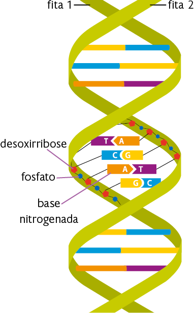 Ilustração de duas fitas verdes entrelaçadas, na vertical, ligadas por formas retangulares finas, formando uma estrutura em forma de escada retorcida. As fitas formam três voltas: a fita que tem duas voltas do lado direito e uma do lado esquerdo está identificada como fita 1, e a fita que têm duas voltas do lado esquerdo e uma do lado direito está identificada como fita 2. Na parte superior e inferior, entre as fitas, existem três formas retangulares finas de duas cores cada, divididas na metade, que estão conectadas às fitas 1 e 2: a primeira forma de cor amarelo com azul, a segunda de cor azul com amarelo e a terceira de cor laranja com roxo. Na parte central, nas laterais de dentro de cada fita, há formas geométricas interligadas entre si e algumas delas ligadas aos retângulos finos, que nessa porção estão representados com letras e a divisão das cores tem formatos que se encaixam. As formas geométricas presentes na parte de dentro das fitas que se interligam entre si são um círculo azul, indicado como fosfato, interligado por uma linha a um pentágono vermelho, indicado como desoxirribose. Elas se repetem ao longo de cada fita verde. Em cada pentágono vermelho também há uma linha ligando-o à extremidade de um retângulo fino. Cada cor das formas retangulares finas é indicada como uma base nitrogenada. Há quatro combinações de bases nitrogenadas presentes na parte central: timina em roxo com adenina em laranja, letra T com letra A, citosina em azul com guanina em amarelo, letra C com letra G, adenina em laranja com timina em roxo, letra A com letra T e guanina em amarelo com citosina em azul, letra G com letra C. Os formatos das bases nitrogenadas se complementam.