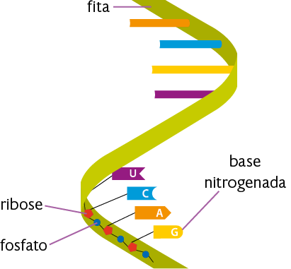 Ilustração de uma fita vertical verde, torcida, formando uma estrutura em forma de escada retorcida. A fita forma duas voltas. Na parte superior, existem quatro formas retangulares finas conectadas à fita: uma laranja, uma azul, uma amarelo e uma roxa. Na parte inferior, na lateral interna da fita, há formas geométricas interligadas entre si e algumas delas ligadas aos retângulos finos, que nessa porção estão representados com letras e tem uma extremidade com formato específico. As formas geométricas presentes na parte de dentro das fitas que se interligam entre si são um círculo azul, indicado como fosfato, interligado por uma linha a um pentágono vermelho, indicado como ribose. Elas se repetem ao longo da fita verde. Em cada pentágono vermelho também há uma linha ligando-o à extremidade da forma retangular fina. Cada forma retangular fina com uma cor é indicada como uma base nitrogenada. As bases nitrogenadas são: uracila em roxo, com a letra U, citosina em azul, com a letra C, adenina em laranja, com a letra A, e guanina em amarelo, com a letra G.