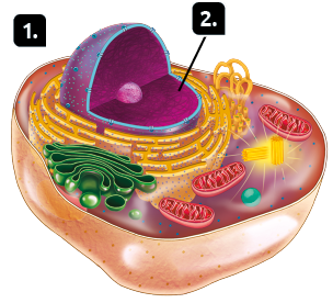 Ilustração. Marcada com o número 1, uma célula animal em corte composta pela membrana plasmática, citoplasma, organelas e núcleo. O núcleo é formado por uma esfera maior com uma esfera menor no seu centro. No interior da esfera maior, entre a esfera menor e o limite da esfera maior, está o marcador número 2.