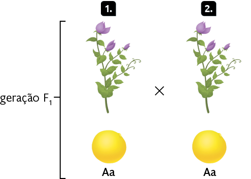 Ilustração. Marcadas com os números 1 e 2, a geração F1. Marcada com o número 1, à esquerda, uma planta com caule alto e flores roxas. Abaixo dela, encontra-se uma semente amarela com textura lisa, descrita como 'A a' (um 'A' maiúsculo e um 'a' minúsculo). Marcada com o número 2, à direita, outra planta com caule alto e flores roxas. Abaixo dela, encontra-se uma semente amarela com textura lisa, descrita como 'A' (um 'A' maiúsculo e um 'a' minúsculo). Há um 'X' entre as plantas.