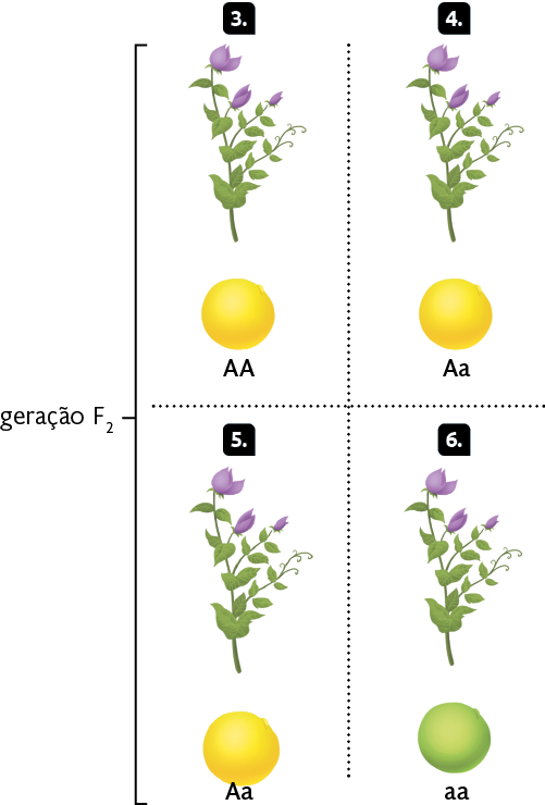 Ilustração. Marcadas com os números 3, 4, 5 e 6, a geração F2. Marcada com o número 3, na esquerda superior, uma planta com caule alto e flores roxas. Abaixo dela, encontra-se uma semente amarela com textura lisa, descrita como 'A A' (Dois 'As' maiúsculos). Marcada com o número 4, na direita superior, uma planta com caule alto e flores roxas. Abaixo dela, encontra-se uma semente amarela com textura lisa, descrita como 'A a' (um 'A' maiúsculo e um 'a' minúsculo). Marcada com o número 5, na esquerda inferior, uma planta com caule alto e flores roxas. Abaixo dela, encontra-se uma semente amarela com textura lisa, descrita como 'A a' (um 'A' maiúsculo e um 'a' minúsculo). Marcada com o número 6, na direita inferior, uma planta com caule alto e flores roxas. Abaixo dela, encontra-se uma semente verde com textura lisa, descrita como 'a a' (dois 'as' minúsculos).