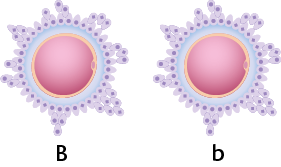 Ilustração. Dois ovócitos lado a lado, apresentando duas camadas circulares no interior. Em suas partes externas, há várias formas ovais com uma bolinha dentro. O ovócito da esquerda está descrito com um B maiúsculo e o da direita com um b minúsculo.