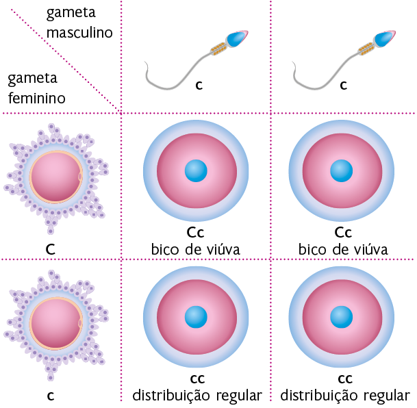 Ilustração de um quadrado de Punnett. Na linha 1, coluna 1 está o seguinte texto: gameta masculino. Na coluna 2: uma ilustração de um espermatozoide com um c minúsculo. Na coluna 3, a ilustração de um segundo espermatozoide com um c minúsculo. Na parte de baixo da coluna 1, linha 1, há o texto: gameta feminino. Na linha 2, uma ilustração de um ovócito com um C maiúsculo. Na linha 3, a ilustração de um segundo ovócito com um c minúsculo. Nas interseções de cada coluna com cada linha há um zigoto formado. Na interseção do primeiro espermatozoide com c minúsculo e o primeiro ovócito com C maiúsculo, há um zigoto C c (um C maiúsculo e um c minúsculo), com a seguinte indicação: bico de viúva. Na interseção do segundo espermatozoide com c minúsculo e o primeiro ovócito com C maiúsculo, há outro zigoto C c (um C maiúsculo e um c minúsculo), com a seguinte indicação: bico de viúva. Na interseção do primeiro espermatozoide com c minúsculo e o segundo ovócito com c minúsculo, há um zigoto c c (dois cês minúsculos), com a seguinte indicação: distribuição regular. Na interseção do segundo espermatozoide com c minúsculo e o segundo ovócito com c minúsculo, há um zigoto c c (dois cês minúsculos), com a seguinte indicação: distribuição regular.