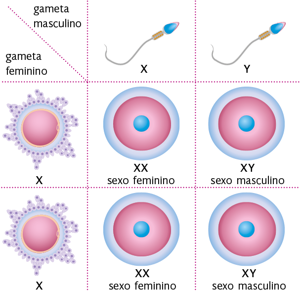 Ilustração de um quadrado de Punnett. Na linha 1, coluna 1 está o seguinte texto: gameta masculino. Na coluna 2: uma ilustração de um espermatozoide com um X. Na coluna 3, a ilustração de um segundo espermatozoide com um Y. Na parte de baixo da coluna 1, linha 1, há o texto: gameta feminino. Na linha 2, uma ilustração de um ovócito com um X. Na linha 3, a ilustração de um segundo ovócito com um X. Nas interseções de cada coluna com cada linha há uma possibilidade entre os gametas, com um zigoto formado. Na interseção do primeiro espermatozoide com um X e o primeiro ovócito com um X, há um zigoto X X, com a seguinte indicação: sexo feminino. Na interseção do segundo espermatozoide com um Y e o primeiro ovócito com um X, há um zigoto X Y, com a seguinte indicação: sexo masculino. Na interseção do primeiro espermatozoide com um X e o segundo ovócito com um X, há um zigoto X X, com a seguinte indicação: sexo feminino. Na interseção do segundo espermatozoide com um Y e o segundo ovócito com um X, há um zigoto X Y, com a seguinte indicação: sexo masculino.